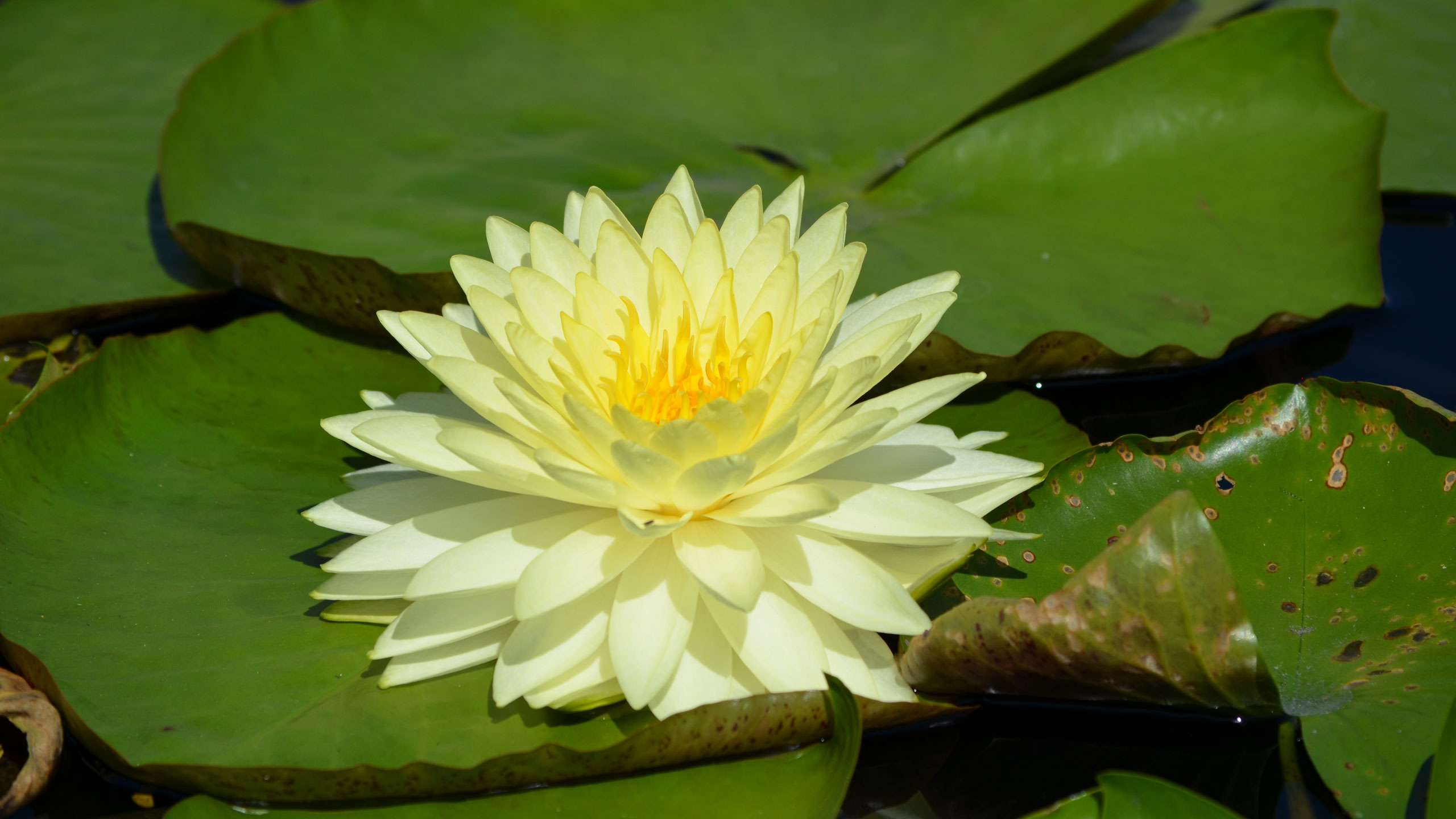 Golden water lily blooming in a still pond at the New Orleans Museum of Art Sculpture Garden